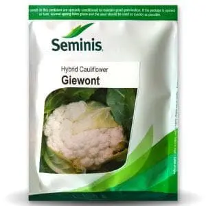 Giewont Cauliflower 1