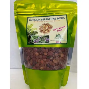 Gliricidia Sepium Tree Seeds: Fast-Growing Green Manure & Shade Tree 1