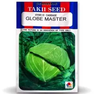 Globe Master Cabbage F1 1