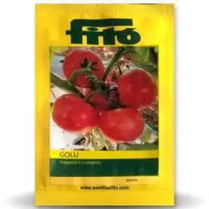 Golu Tomato Seeds ( गोलू टमाटर ) 1