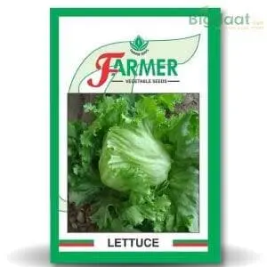 Grand Rapids Lettuce 1