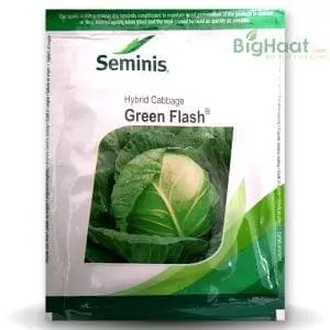 Green Flash Cabbage 1