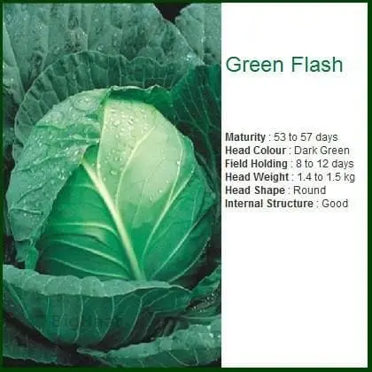 Green Flash Cabbage 2