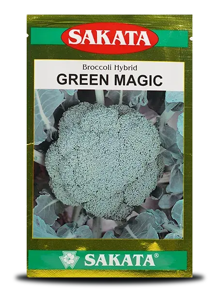 Green Magic Hybrid Broccoli Seeds By Sakata – High-Quality With Uniform Curd 1