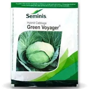 Green Voyager Cabbage Seeds – High Yield, Bluish Green Heads 1