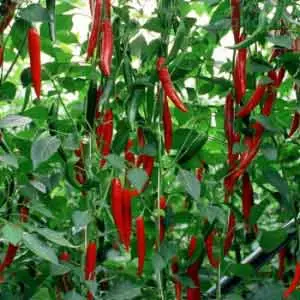 Habib Rz F1 Chilli Seeds 1