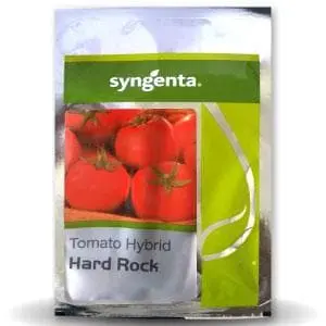 Syngenta Hard Rock Tomato Seeds 1