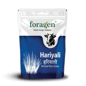 Hariyali Forage Seeds – Multi-Cut Annual Rye Grass For Better Milk Yield 1