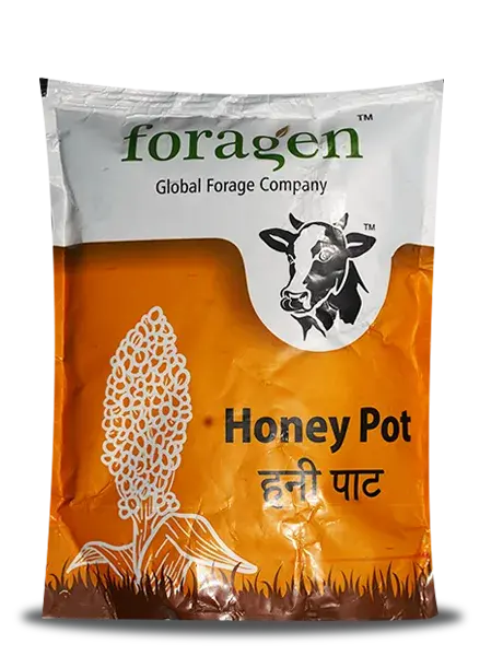 Honey Pot - Bmr Sweet Sorghum Forage By Foragen Seeds 1