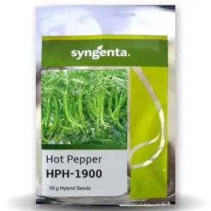 Hph-1900 Chilli Seeds 1
