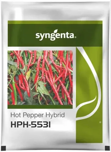 Syngenta Hph 5531 Chilli Seeds 1