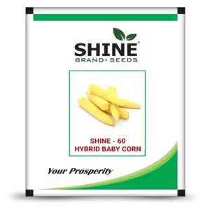 Shine 60 Hybrid Baby Corn Seeds - Vigorous, Kharif & Rabi Season 1