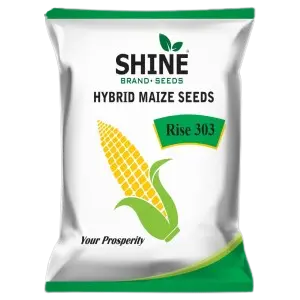 Rise Agro Rise-303 Shine Hybrid Maize Seeds 1