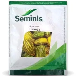 Hiranya Hybrid Melon-1 – Ideal For Sambhar Segment With Yellow-Green Striped, Sweet Fruits 1