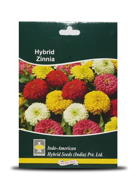 Hybrid Zinnia Indo American Seeds: Vibrant, Easy-Growing Garden Flowers 1