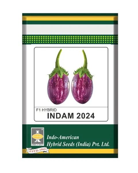 Indam 2024 Brinjal Seeds – High Yield & Quick Harvest 1