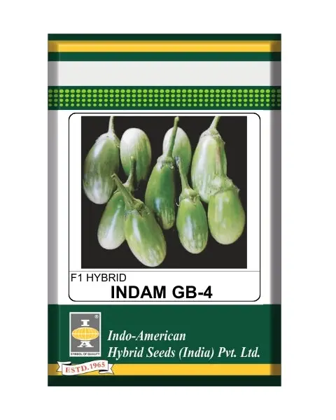 Indam Gb-4 Brinjal Seeds 1