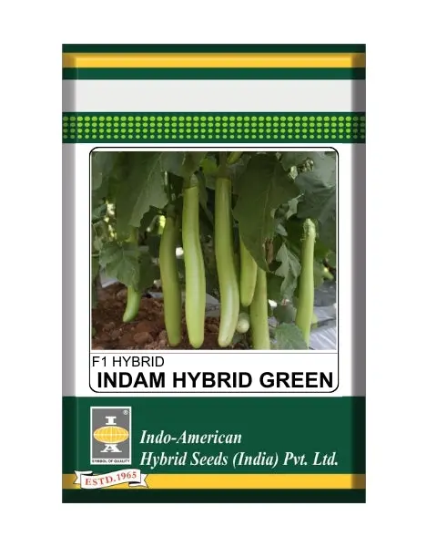 Indam Hybrid Green Brinjal Seeds – Long Fruits For All Seasons 1