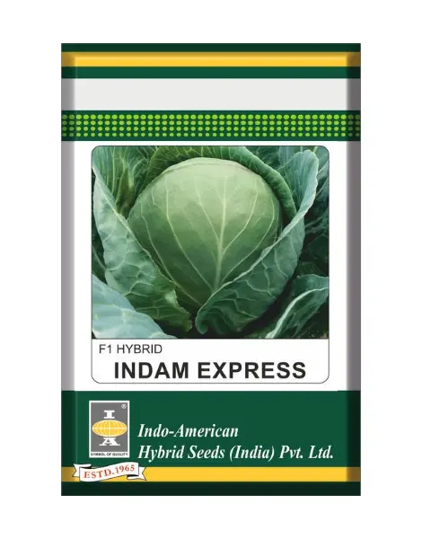Indam Express Cabbage Seeds 1