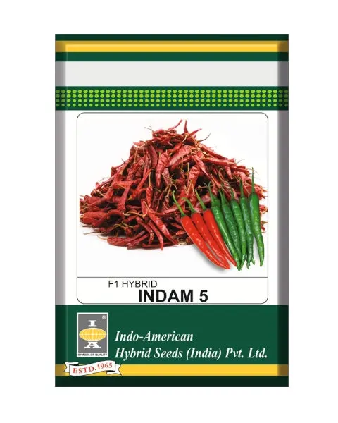 Indam 5 Chilli Seeds – High-Yielding Red Chilli For Early Harvest 1