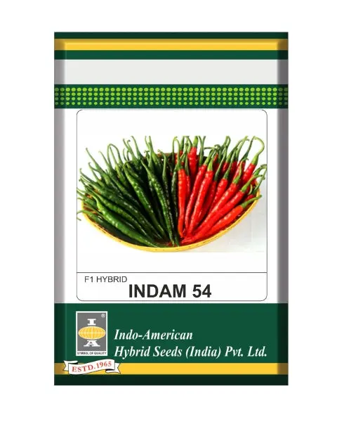 Indam 54 Chilli Seeds 1