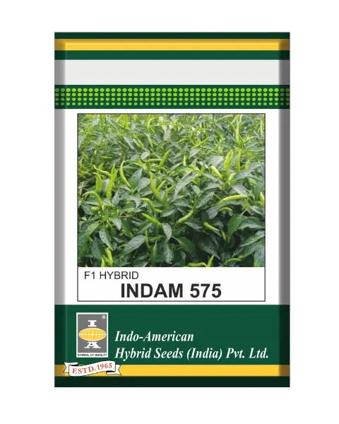 Indam 575 Chilli Seeds 1