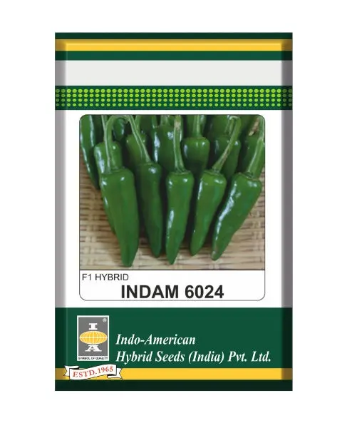Indam 6024 Chilli Seeds 1