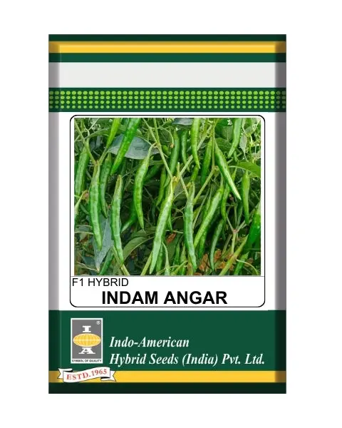 Indam Angar Chilli Seeds 1