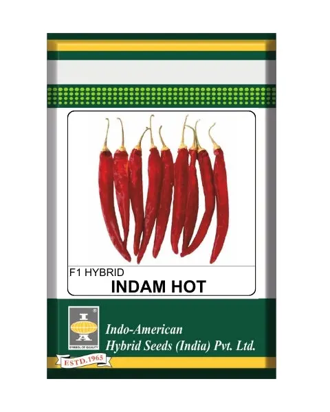 Indam Hot Star Chilli Seeds – Dark Green Fruits, Early Maturity & Heavy Yields 1