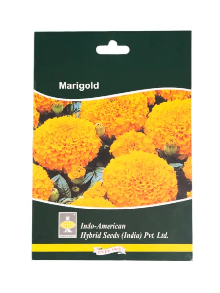 Iahs Marigold Marvel Orange 1
