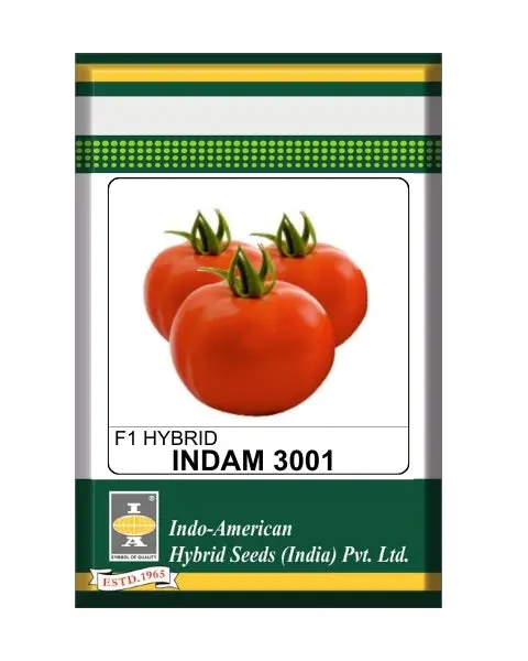 Indam 3001 Tomato Seeds – Early Maturity, High Yield & Glossy Red Fruits 1