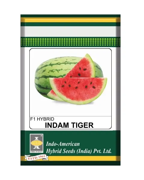 Indam Tiger Watermelon Seeds – High-Yielding Variety With Crispy Red Flesh 1