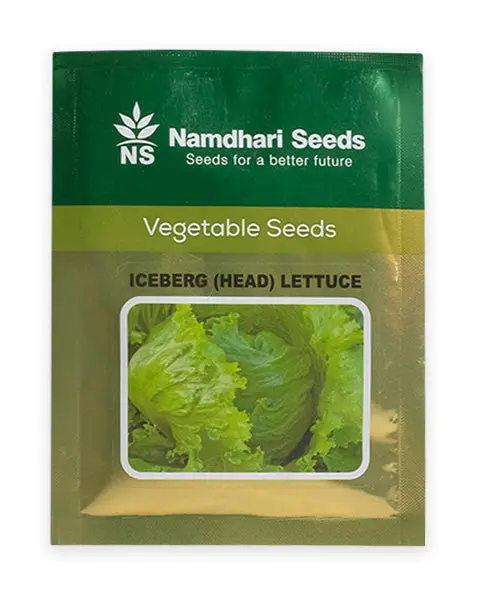 Iceberg Head Lettuce Ns 10005 Kgp 1