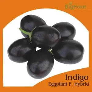 Indigo Brinjal Seeds 1