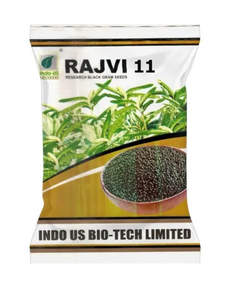 Indo Us Black Gram Rajvi 11 1