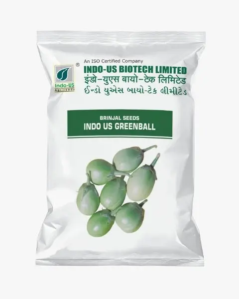 Indo Us Brinjal Green Ball 1