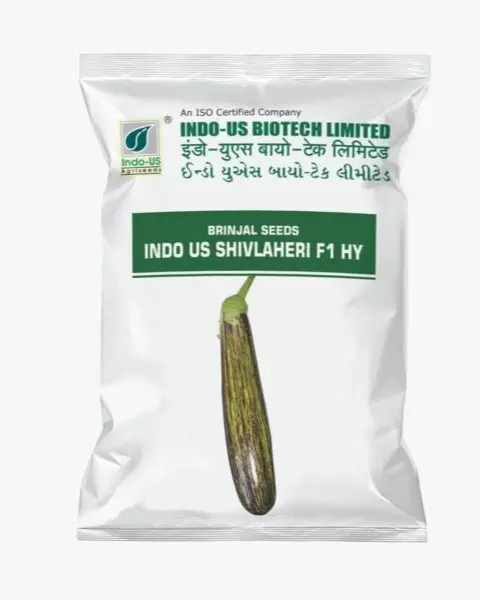 Indo Us Brinjal Shivlaheri Op 1