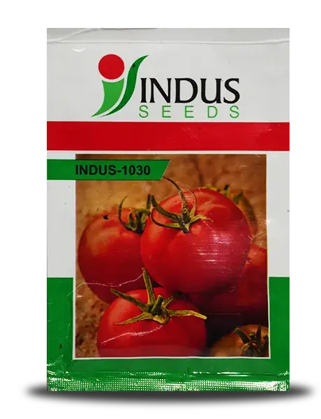 Indus 1030 Tomato 1