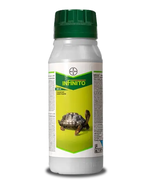 Infinito Fungicide – Fluopicolide 5.56% W/W + Propamocarb Hydrochloride 55.6% W/W Sc – Protection Against Disease 1