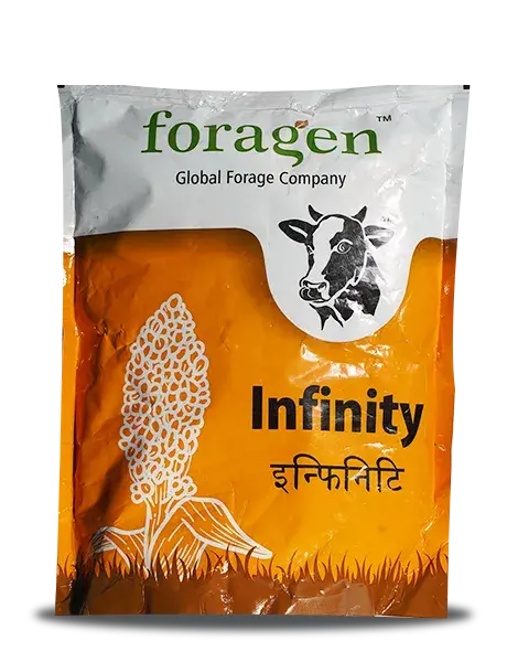 Foragen Infinity- Nutritious Multi-Cut Sorghum Sudan Grass For Dairy Animals 1