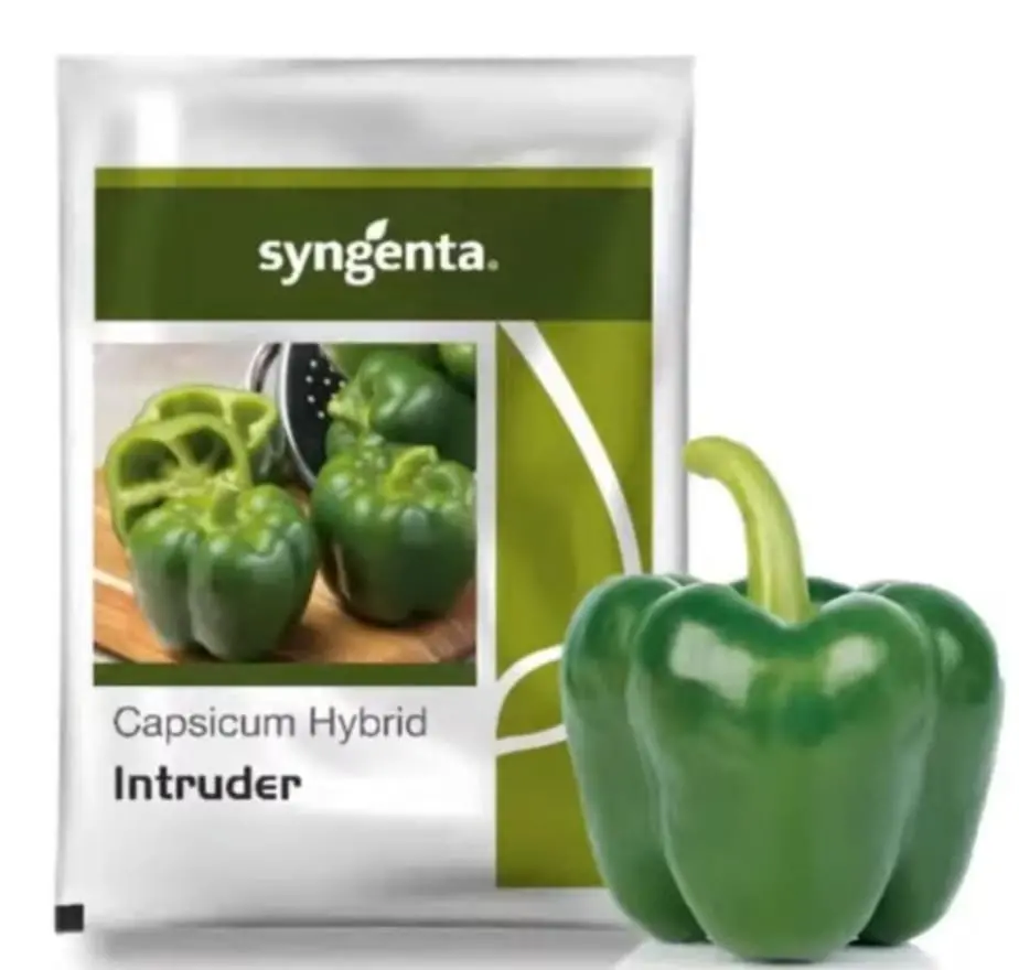 Syngenta Intruder Capsicum Seeds 1