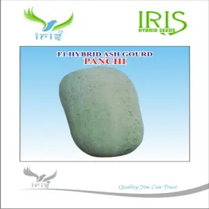 Iris Hybrid Vegetable Seeds F1 Hybrid Ash Gourd Panchi 1