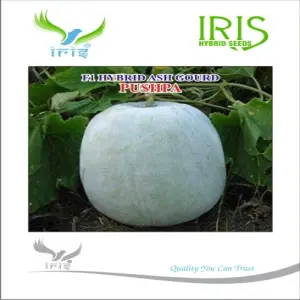 Iris Hybrid Vegetable Seeds F1 Hybrid Ash Gourd Pushpa 1
