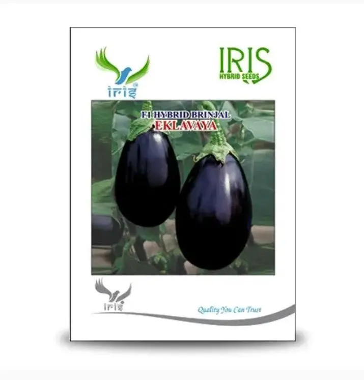 Iris Eklavya F1 Hybrid Brinjal Seeds – Shiny Black-Purple Fruits With Fewer Seeds 1
