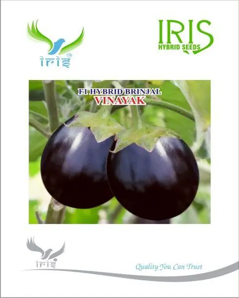 Vinayak F1 Hybrid Brinjal Seeds – Round To Oval, Purple Fruits, Wilt Tolerant 1