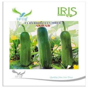 Iris Hybrid Vegetable Seeds F1 Hybrid Cucumber Akbar 1