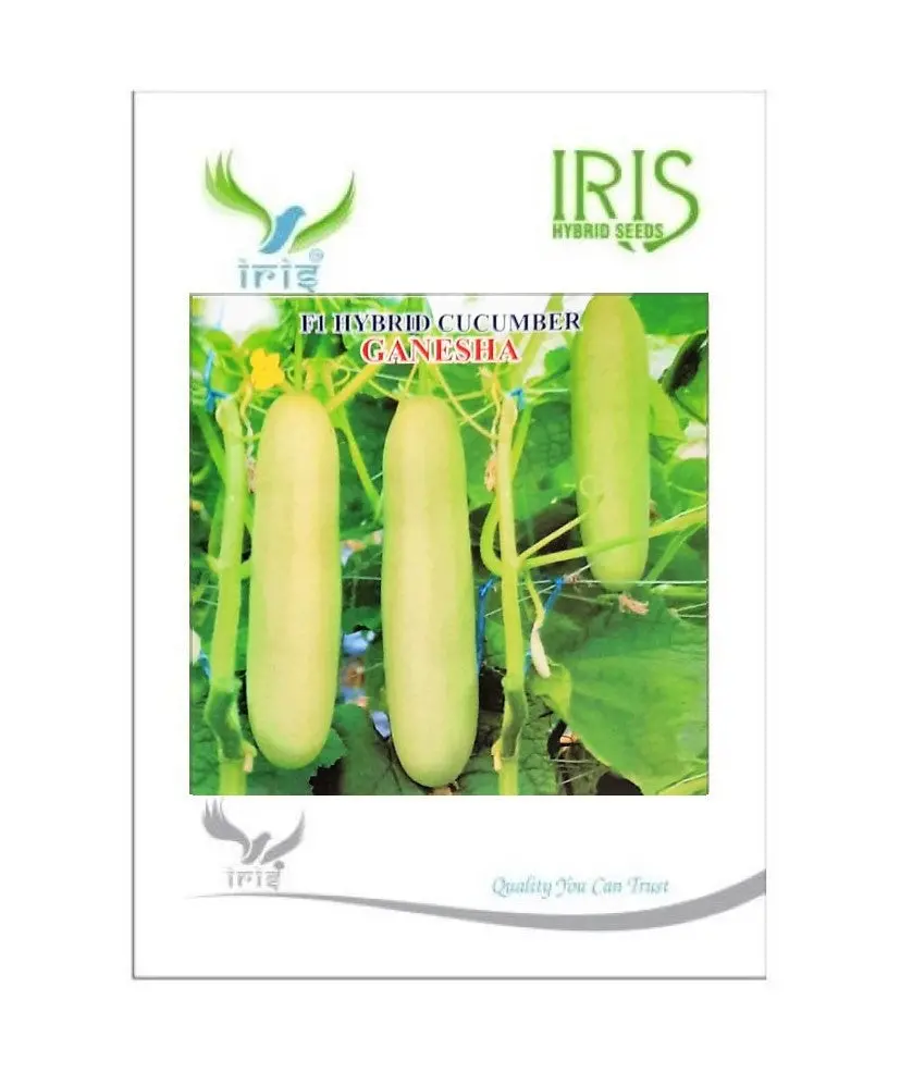 Iris Hybrid Vegetable Seeds F1 Hybrid Cucumber Ganesha 1