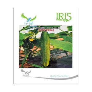 Iris Hybrid Vegetable Seeds F1 Hybrid Cucumber Govinda 1
