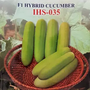 Iris Hybrid Vegetable Seeds F1 Hybrid Cucumber Ihs-035 1