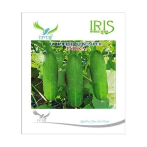Iris Hybrid Vegetable Seeds F1 Hybrid Cucumber Indra 1